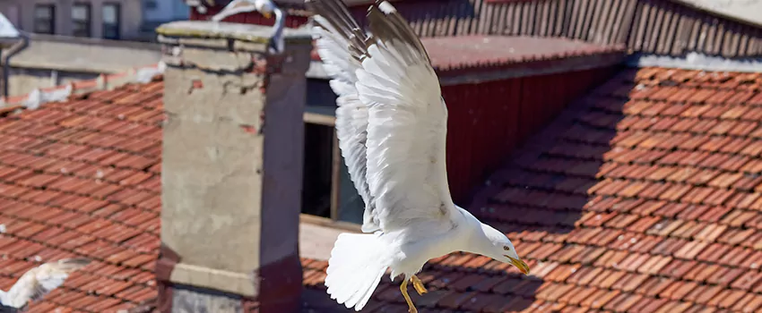 Residential Chimney Animal Removal Solution in Estelle, LA
